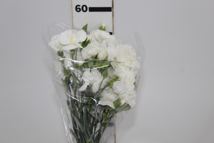 <h4>CRAVO SPRAY 060 CM BRANCO</h4>