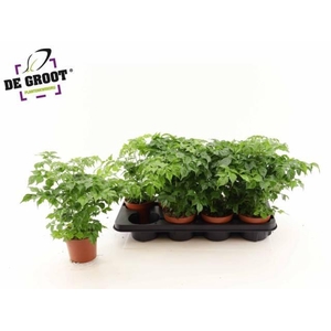 Radermachera sinica 12Ø 30cm