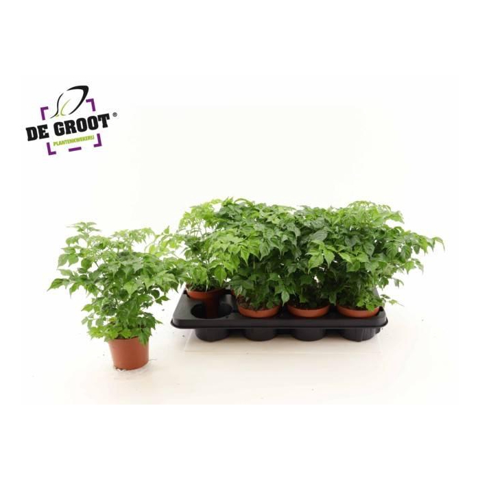 <h4>Radermachera sinica 12Ø 30cm</h4>