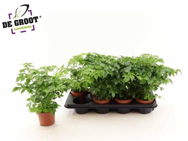 Radermachera sinica 12Ø 30cm