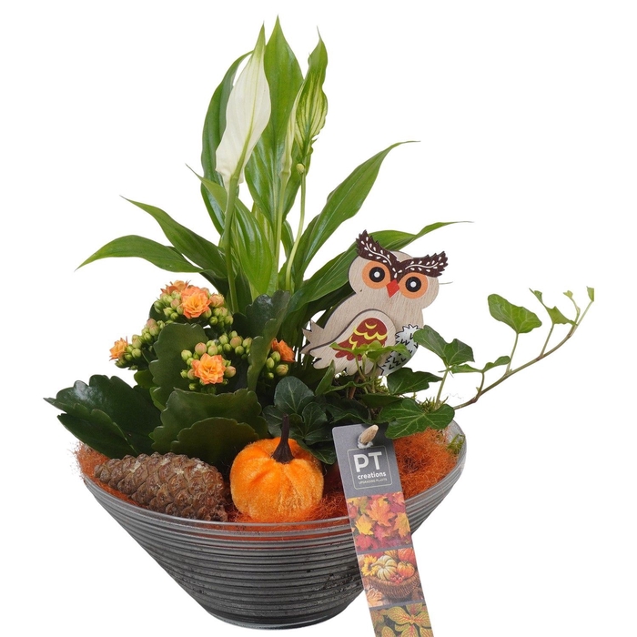 <h4>Arr.   Planten L%</h4>