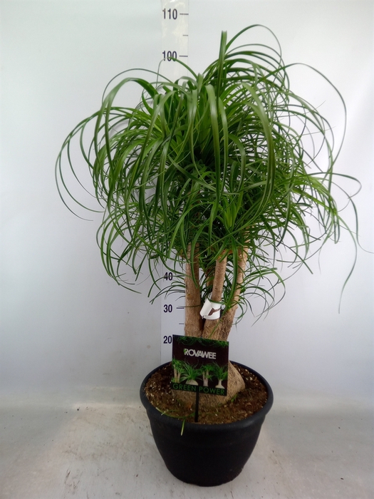 <h4>Beaucarnea recurvata</h4>