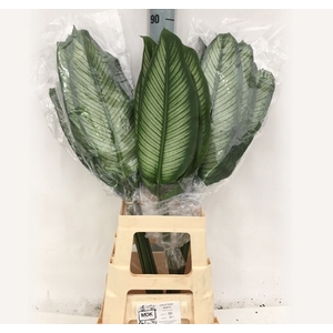 DECOGROEN OV