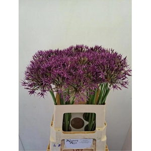 ALLIUM PURPLE RAIN
