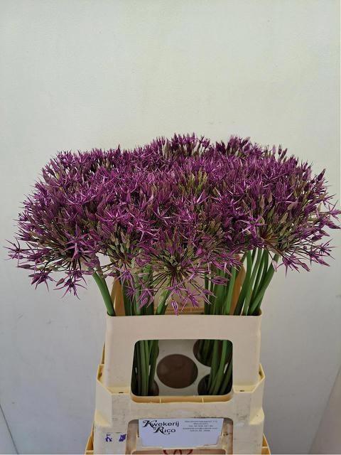 <h4>ALLIUM PURPLE RAIN</h4>