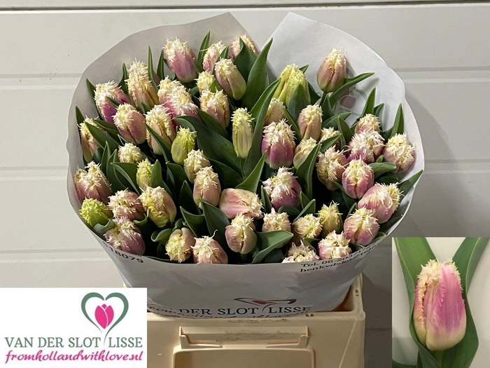 <h4>TU FR HAWAII</h4>