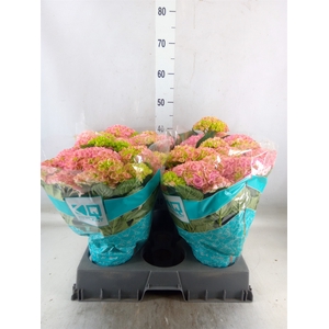 Hydrangea mac. 'Hi River'
