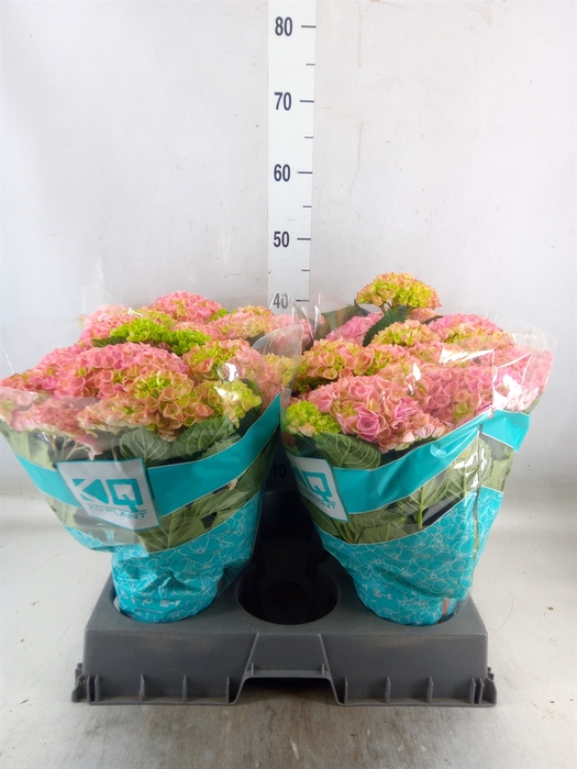 <h4>Hydrangea mac. 'Hi River'</h4>
