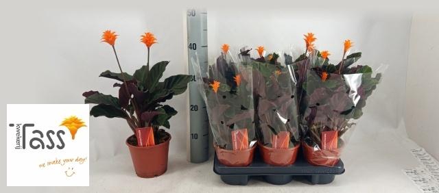 <h4>CALAT CROCATA</h4>