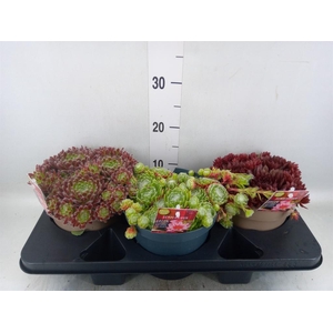 Sempervivum   ...
