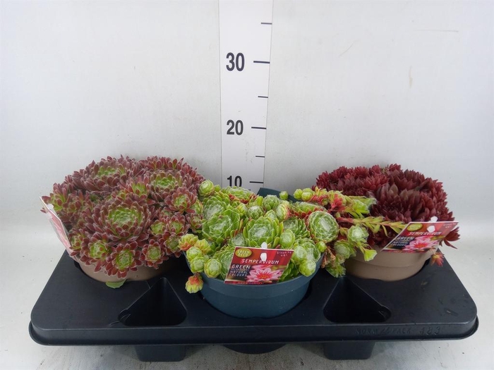 <h4>Sempervivum   ...</h4>