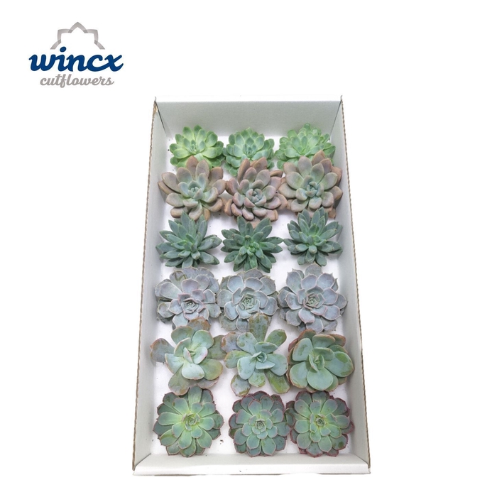 Echeveria Ice Mix (Wincx) Cutfl (6 Spcs)