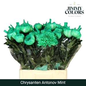 Chr G Antonov Mint