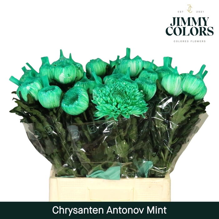 <h4>Chr G Antonov Mint</h4>