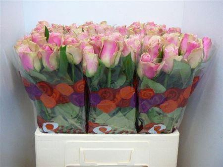 <h4>R Gr Belle Rose</h4>