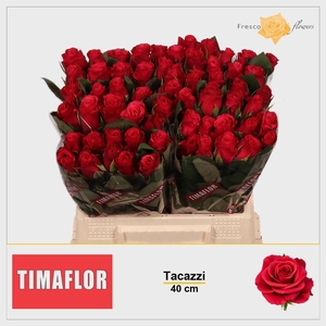 Rosa large tacazzi+