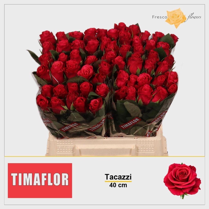<h4>Rosa large tacazzi+</h4>