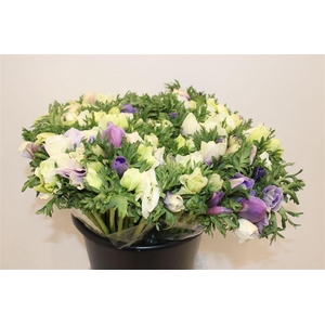 Anem Marianne Pastel Bicolor