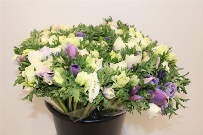 <h4>Anem Marianne Pastel Bicolor</h4>