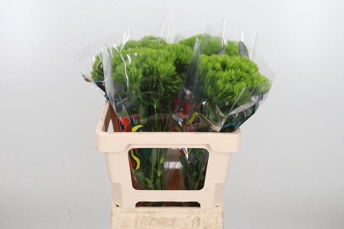 <h4>Di Barb Green Wicky</h4>