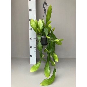 Epiphyllum   ...