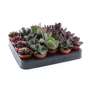 Succulents   ...