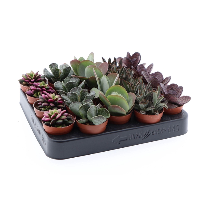 <h4>Succulents   ...</h4>