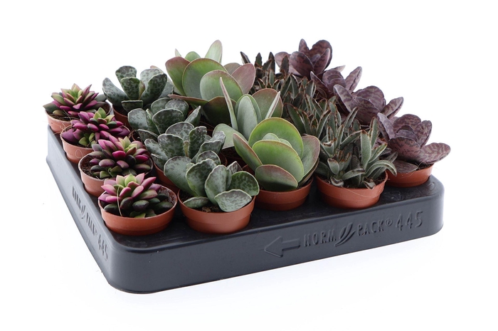 <h4>Succulents ...</h4>