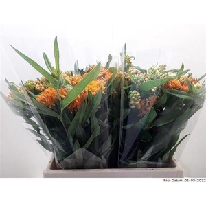 Ascl Tuberosa