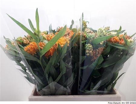<h4>Ascl Tuberosa</h4>