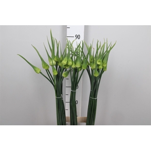 Allium Cepa Judith