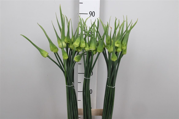 <h4>Allium Cepa Judith</h4>