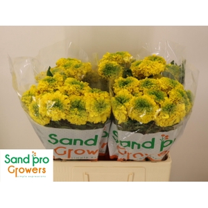 TAG E PROMISE YELLOW