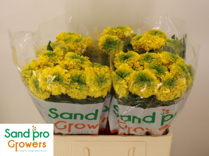 <h4>TAG E PROMISE YELLOW</h4>