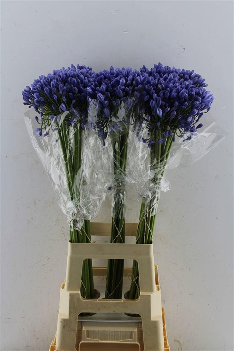 <h4>AGAP BUDDY BLUE</h4>