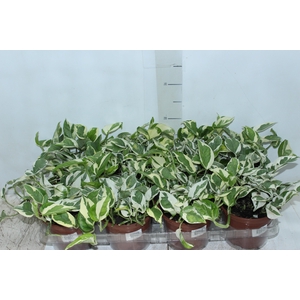 JIBOIA NJOY P15