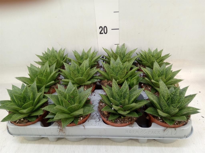<h4>Gasteria</h4>