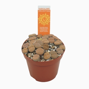 Lithops