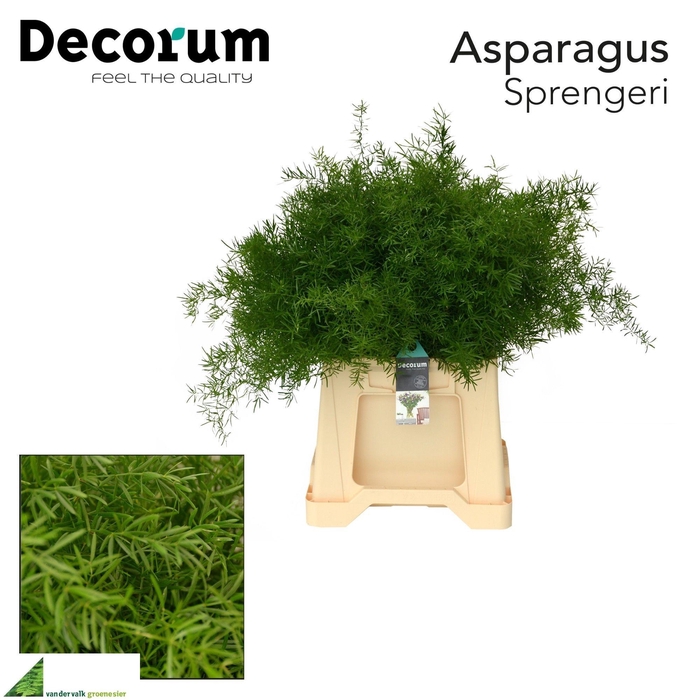 <h4>ASP DENS SPRENGERI</h4>