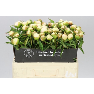 Paeonia Duchesse Parfait