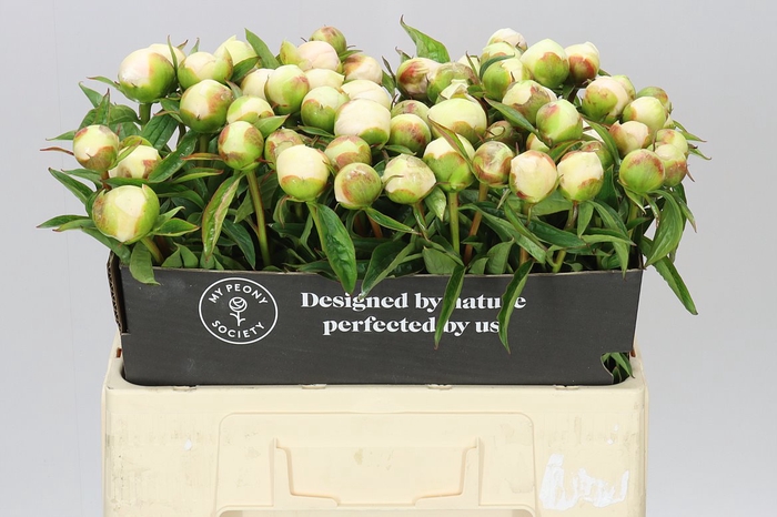 <h4>Paeonia Duchesse Parfait</h4>
