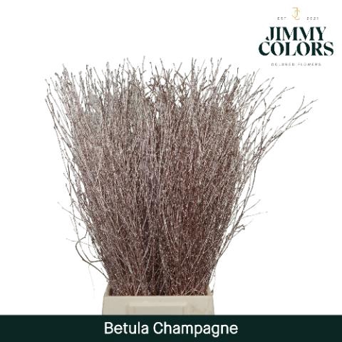 <h4>Betula L70 Mtlc. Champagne</h4>