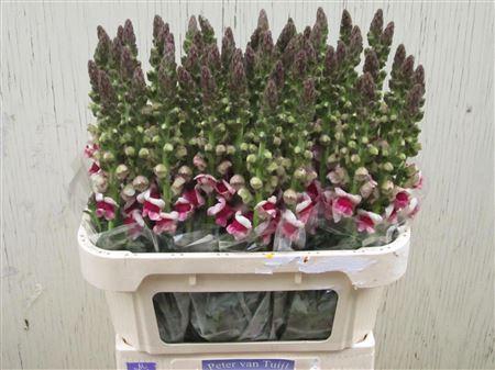 <h4>Antirrhinum Poto Plumbloss</h4>