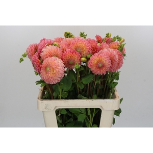Dahlia LatTe