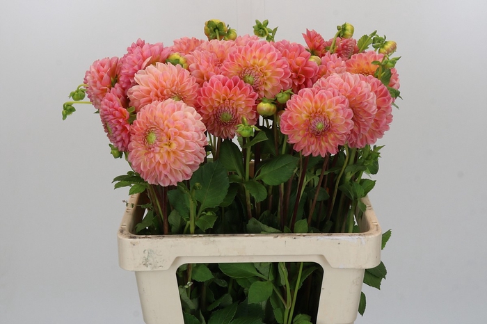 <h4>Dahlia LatTe</h4>