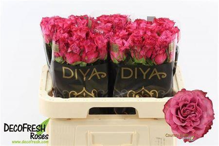 <h4>R GR COUNTRY BLUES</h4>