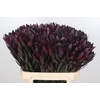 Leucadendron Saf Sunset Dark R.