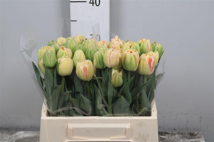 <h4>Tu Du Bed Of Roses</h4>