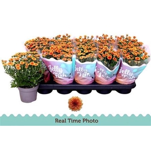 Chrysanthemum (Indicum Grp) Jellyfish Orange
