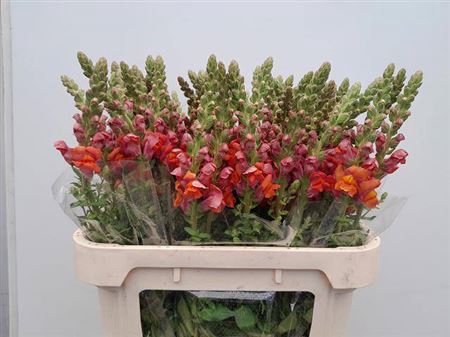<h4>Antir Avignon D Orange</h4>